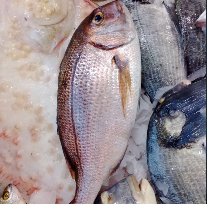 Balıkçı Koray Buca